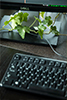 Plants growing around a computer screen and keyboard.